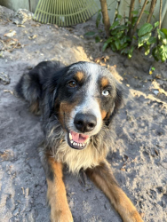 Reunited Male Dog last seen 24th st and Monroe, Hollywood, FL 33020