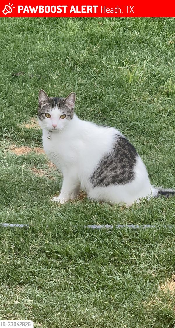 Lost Female Cat last seen Luckenbach Dr, Heath, TX 75126