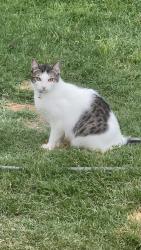 Lost Female Cat last seen Luckenbach Dr, Heath, TX 75126
