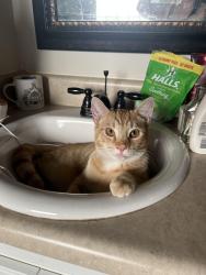 Lost Male Cat last seen Fern Crest Lane, Graniteville, SC 29829, Aiken County, SC 29829