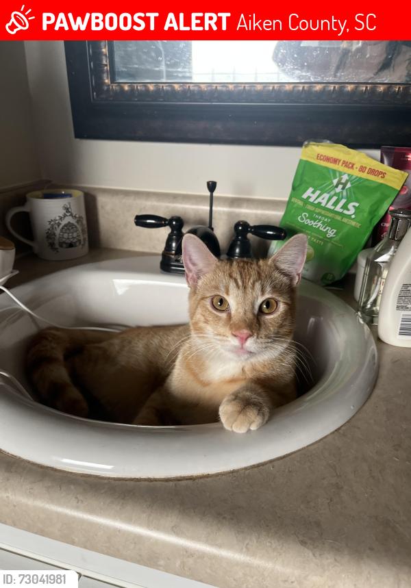 Lost Male Cat last seen Fern Crest Lane, Graniteville, SC 29829, Aiken County, SC 29829