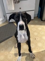 Found/Stray Male Dog last seen Pickens/easley, Pickens County, SC 29640
