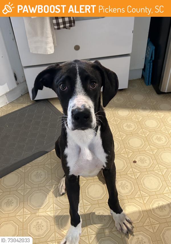 Found/Stray Male Dog last seen Pickens/easley, Pickens County, SC 29640