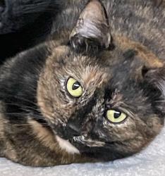Lost Female Cat last seen Near 240th St SE and 39th Ave SE, Bothell, WA 98021
