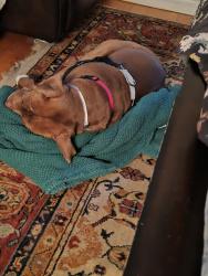 Shelter Stray Male Dog last seen W 166th Street, NEW YORK, NY, 10032, 326 E 110th St, New York, NY 10029, USA