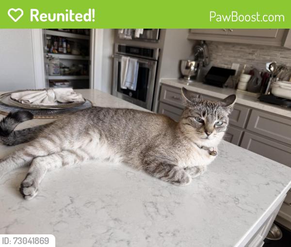 Reunited Female Cat last seen Near Carlson Creek Dr, Spring, TX 77380, USA, Spring, TX 77380