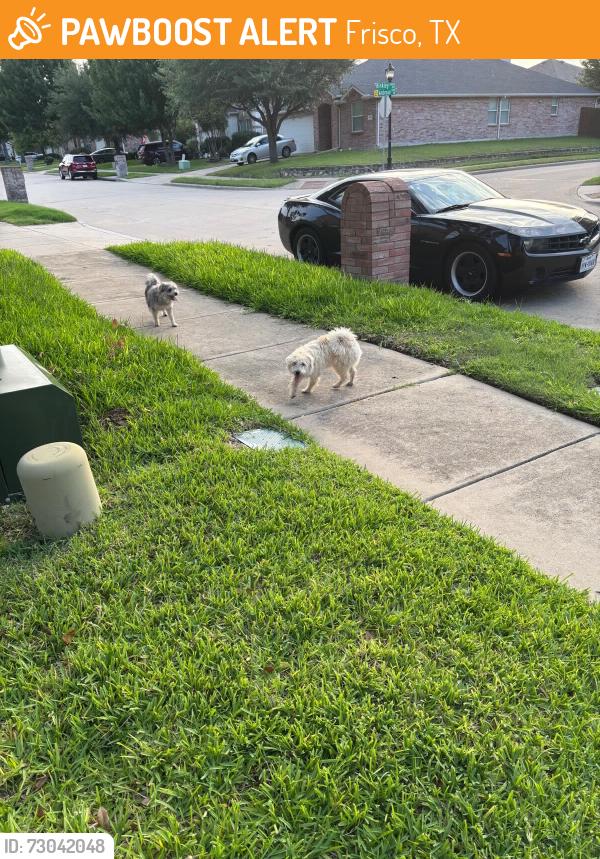 Found/Stray Unknown Dog last seen Crossing of Michelle and Ambrose drive in frisco, TX, Frisco, TX 75035