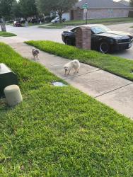 Found/Stray Unknown Dog last seen Crossing of Michelle and Ambrose drive in frisco, TX, Frisco, TX 75035