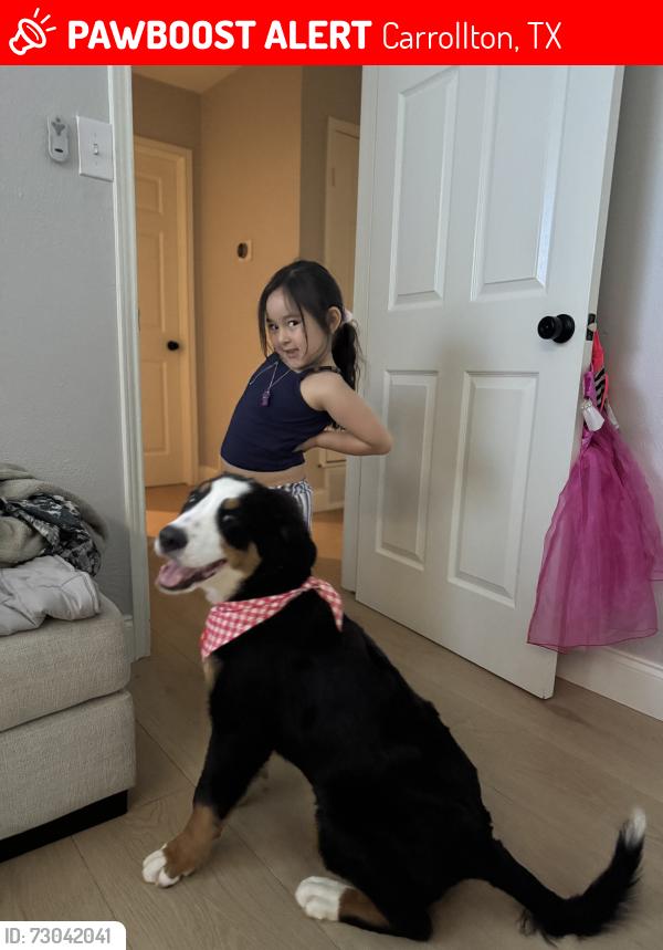 Lost Female Dog last seen Ferneaux, Carrollton, TX 75007