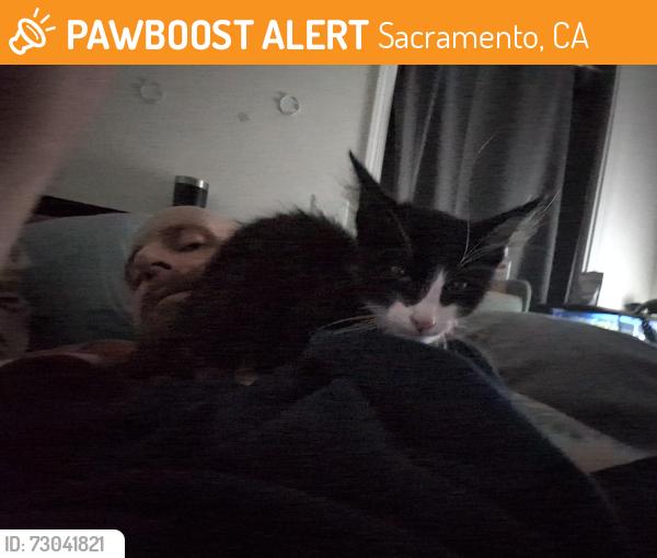 Found/Stray Unknown Cat last seen Bayo way and i-5 S out by aa valley airport, Sacramento, CA 95835