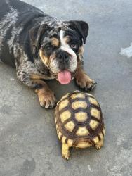 Lost Female Dog last seen Bandini library on kinsie and cowlin, Commerce, CA 90040