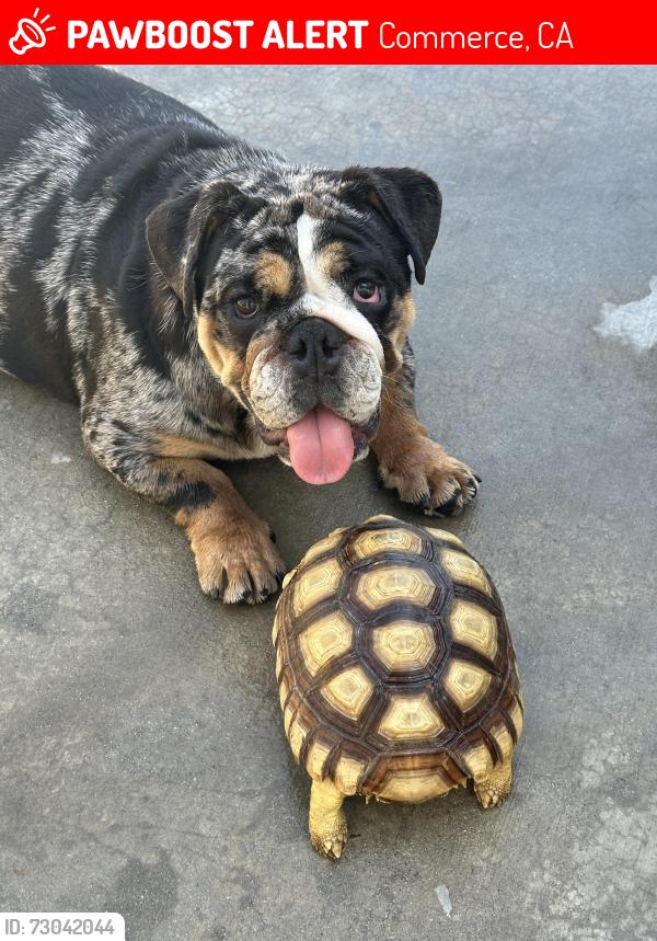 Lost Female Dog last seen Bandini library on kinsie and cowlin, Commerce, CA 90040