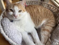 Lost Female Cat last seen Wooded area near Benson Rd and Richardson, Westminster, MD 21158