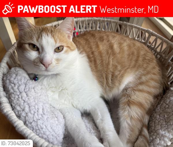 Lost Female Cat last seen Wooded area near Benson Rd and Richardson, Westminster, MD 21158