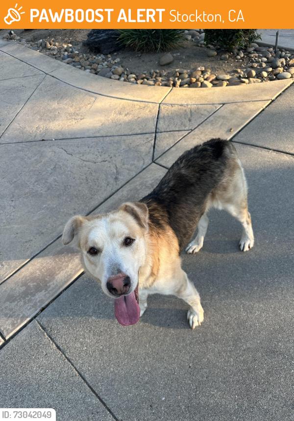 Found/Stray Male Dog last seen Grupe Park, Stockton, CA 95219