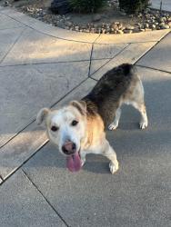 Found/Stray Male Dog last seen Grupe Park, Stockton, CA 95219