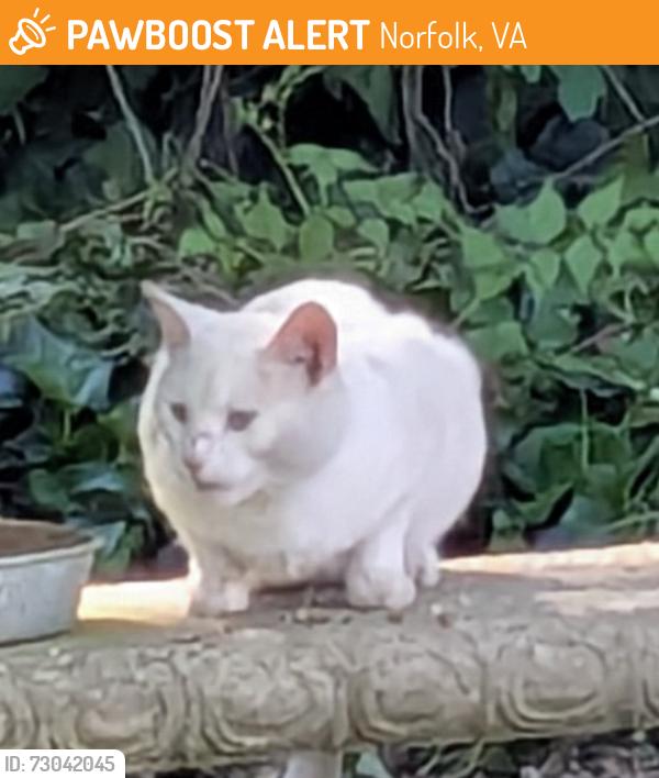 Found/Stray Male Cat last seen Inlet rd and inlet point rd, Norfolk, oceanview area, Norfolk, VA 23503