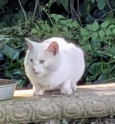 Found/Stray Male Cat last seen Inlet rd and inlet point rd, Norfolk, oceanview area, Norfolk, VA 23503