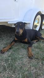 Reunited Male Dog last seen Gelsons, Los Angeles, CA 90027