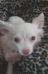 Reunited Female Dog last seen Maple and Broadway, Spokane, WA 99201