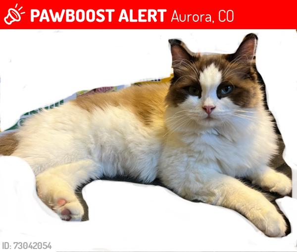 Lost Female Cat last seen Hoffman park, Aurora, CO 80011