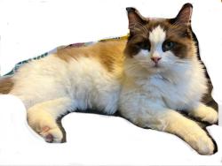 Lost Female Cat last seen Hoffman park, Aurora, CO 80011