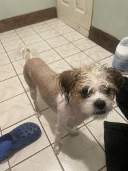 Lost Female Dog last seen Near lochmere ave , La Puente, CA 91744