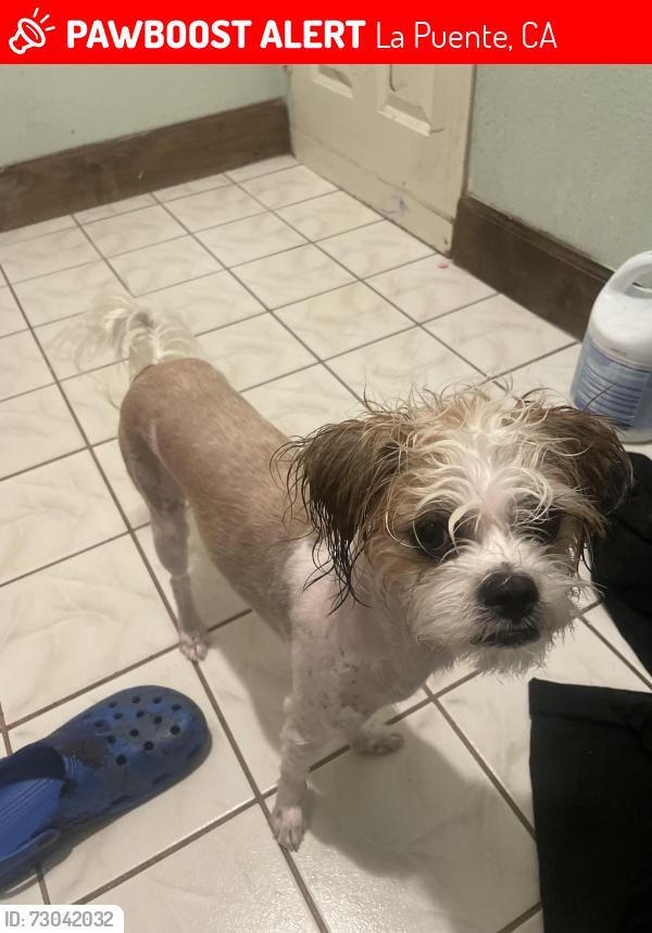 Lost Female Dog last seen Near lochmere ave , La Puente, CA 91744