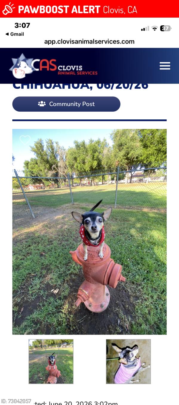 Lost Female Dog last seen Ashlan and winery, Clovis, CA 93612