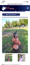 Lost Female Dog last seen Ashlan and winery, Clovis, CA 93612