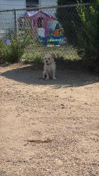 Lost Female Dog last seen It’s by the White hse, Commerce City, CO 80022