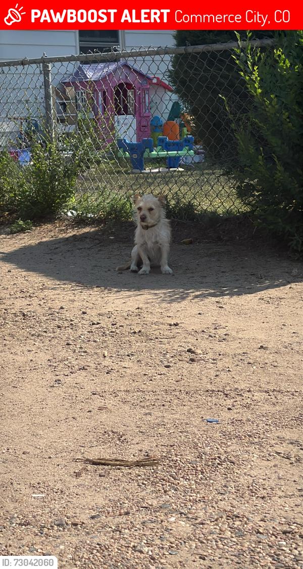 Lost Female Dog last seen It’s by the White hse, Commerce City, CO 80022