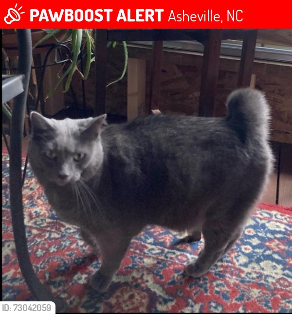 Lost Female Cat last seen Flint and Starnes, Asheville, NC 28801