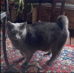 Lost Female Cat last seen Flint and Starnes, Asheville, NC 28801