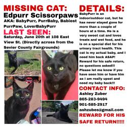Lost Male Cat last seen Sevier County Fairgrounds, Sevierville, TN 37862