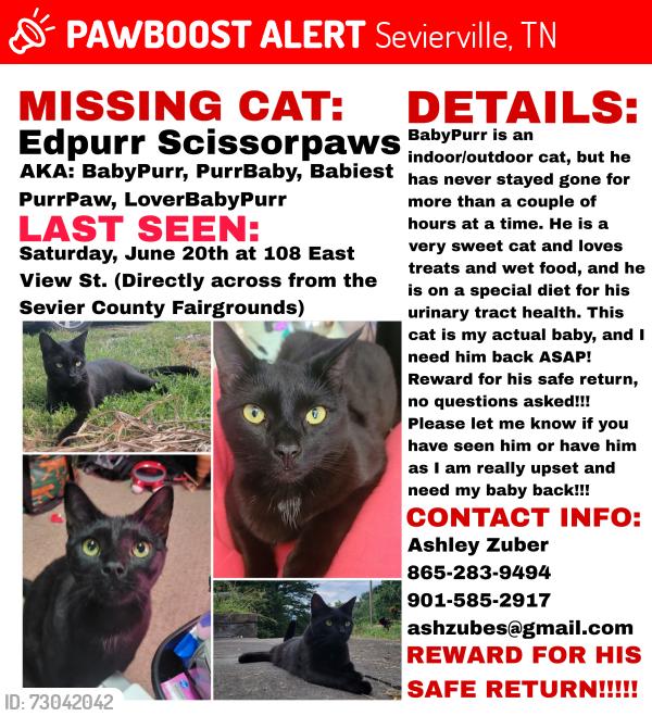Lost Male Cat last seen Sevier County Fairgrounds, Sevierville, TN 37862