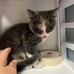 Shelter Stray Female Cat last seen , 4500 N Access Rd, Chattanooga, TN 37415, USA