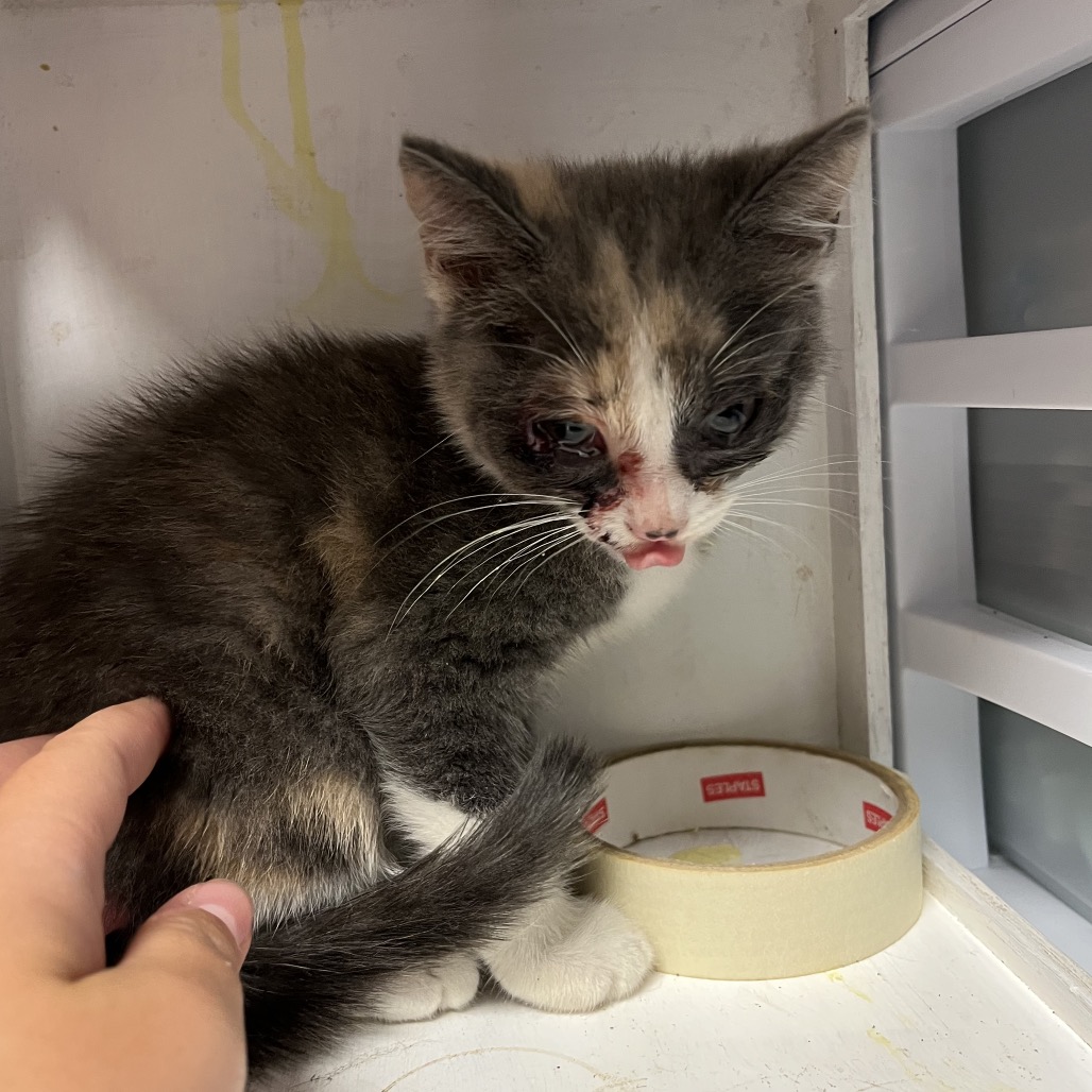Shelter Stray Female Cat last seen , 4500 N Access Rd, Chattanooga, TN 37415, USA