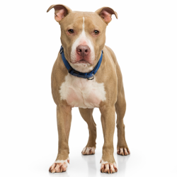 Shelter Stray Male Dog last seen , Animal Care & Control Team of Philly, 111 W Hunting Park Ave, Philadelphia, PA 19140, USA