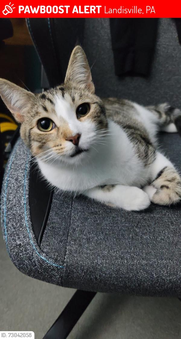 Lost Male Cat last seen B street landisville pa 17538 and broad street landisville pa 17538, Landisville, PA 17538