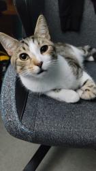 Lost Male Cat last seen B street landisville pa 17538 and broad street landisville pa 17538, Landisville, PA 17538