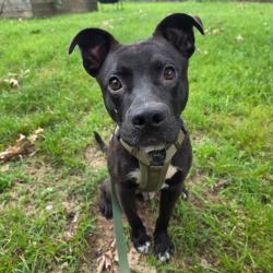 Shelter Stray Male Dog last seen , 2350 Appling City Cove, Memphis, TN 38133, USA