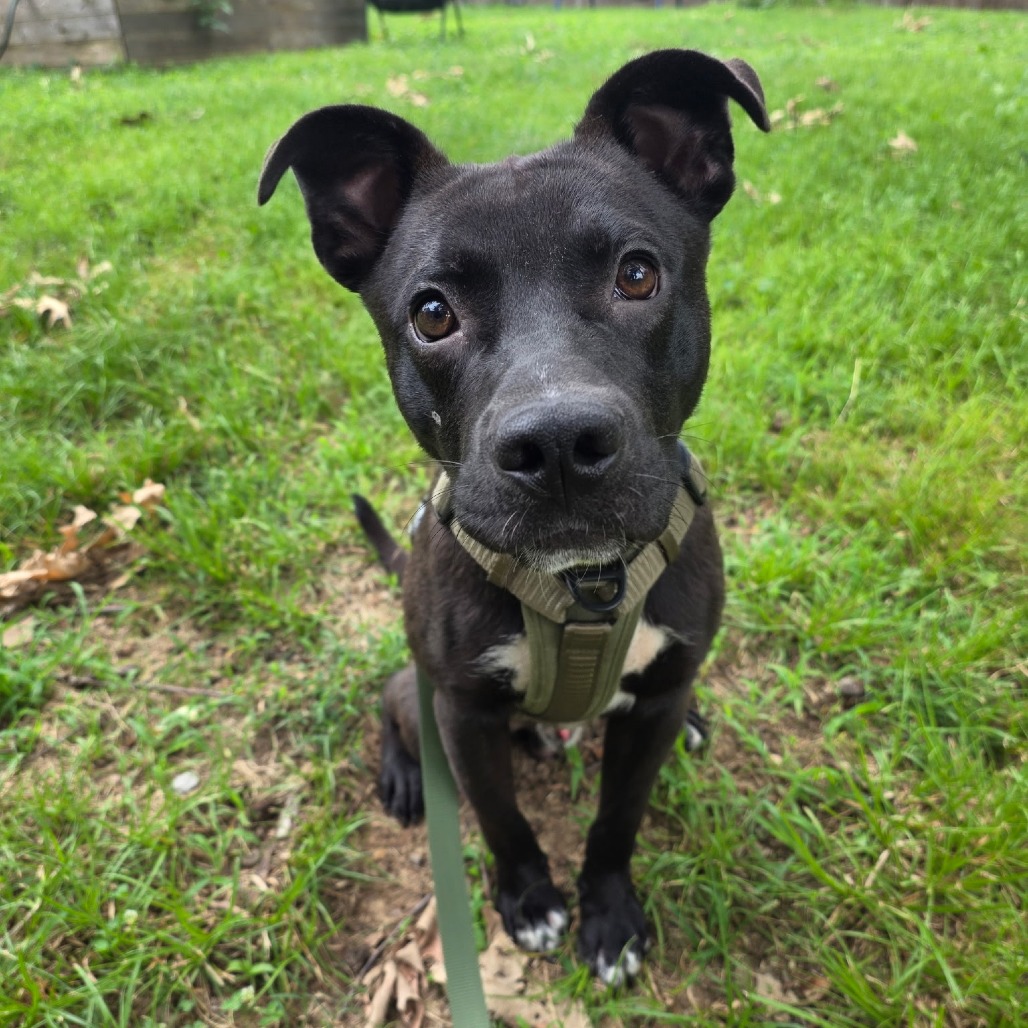 Shelter Stray Male Dog last seen , 2350 Appling City Cove, Memphis, TN 38133, USA