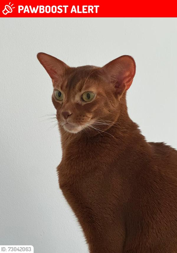 Lost Male Cat last seen UB8 2QX, Uxbridge boat centre , Greater London, England UB8 2QX