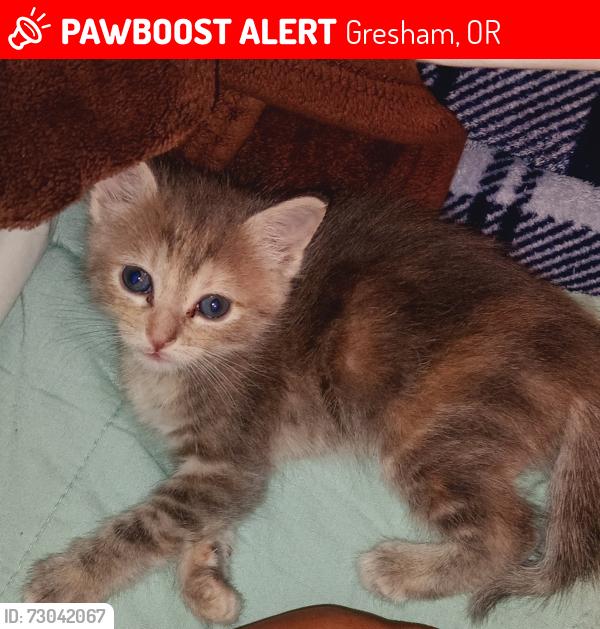 Lost Male Cat last seen The Groves apmt complex 3500 NE 17th St , Gresham, OR 97030