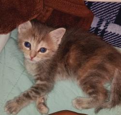Lost Male Cat last seen The Groves apmt complex 3500 NE 17th St , Gresham, OR 97030