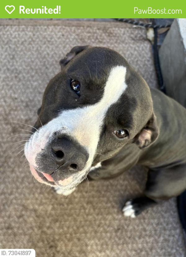 Reunited Female Dog last seen Near Monroe st, Hollywood, FL 33020
