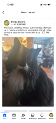 Lost Male Cat last seen Philips Ave Augusta, me, Augusta, ME 04330