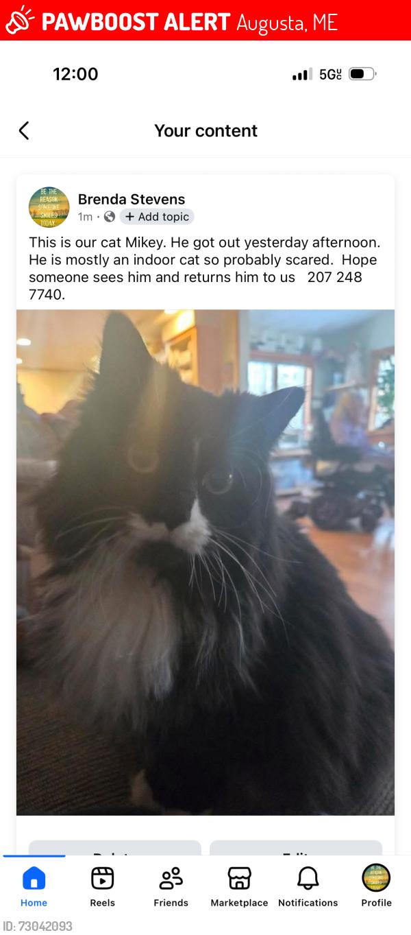 Lost Male Cat last seen Philips Ave Augusta, me, Augusta, ME 04330