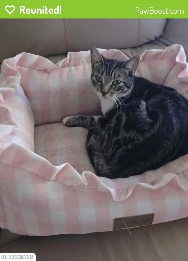 Reunited Female Cat last seen Near and Addick Clodine, Houston, TX 77082